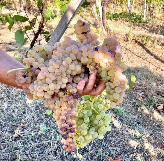 Agriturismo Borgo Trucca